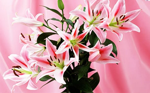 《心田上的百合花开》读后感