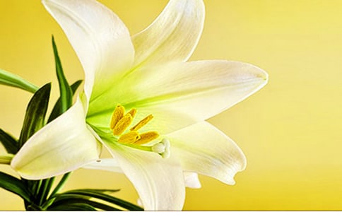 《心田上的百合花》读后感