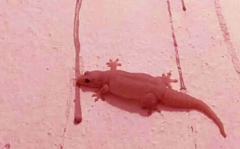 小壁虎借尾巴大班教案