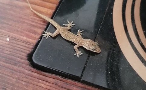 大班教案：小壁虎借尾巴