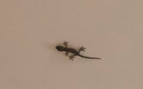 《小壁虎借尾巴》教学设计(15篇)