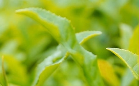 茶叶订购合同15篇【热门】