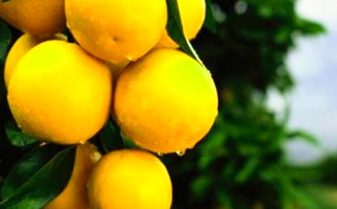 中班教案《橙子》