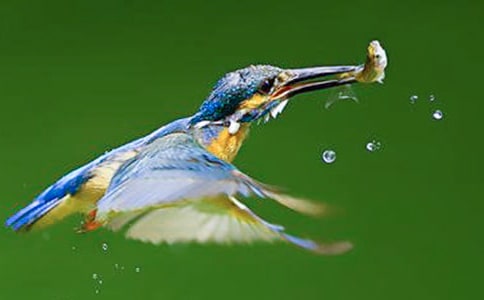 小学语文《翠鸟》教学反思