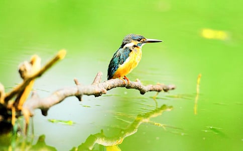 翠鸟教案模板七篇