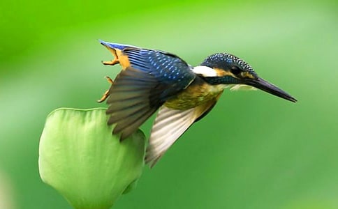 关于翠鸟教案集锦8篇