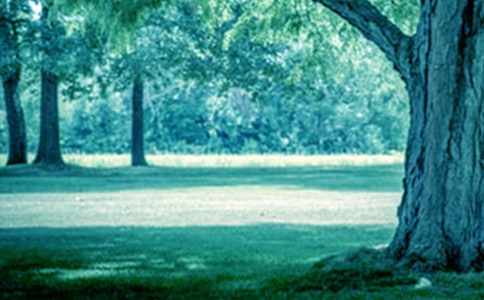 《小草和大树》读后感[实用]