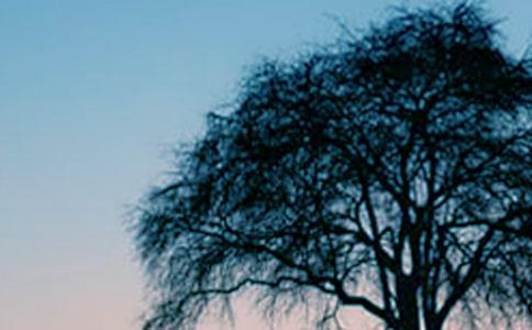 大树的故事教学反思(12篇)