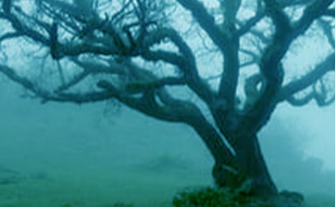 《小草和大树》教学反思