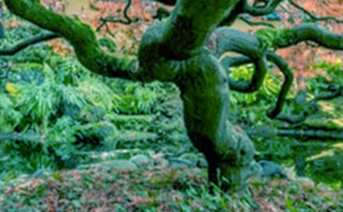 《大树妈妈》中班社会教案