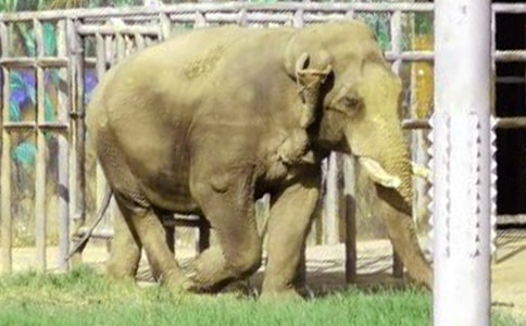 大象的耳朵教学设计