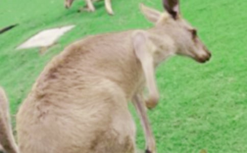 小班户外游戏教案《小袋鼠运果果》