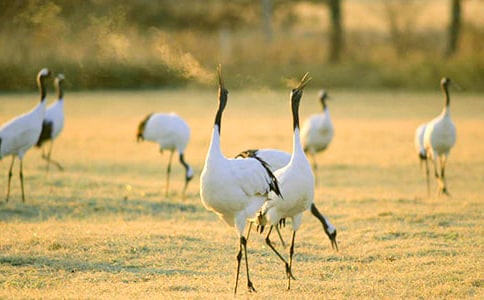 《美丽的丹顶鹤》教学设计二