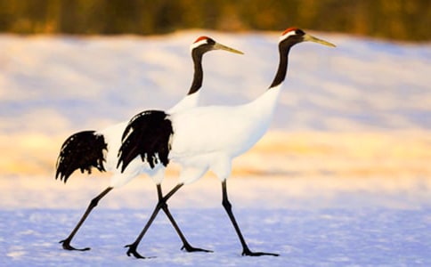 《美丽的丹顶鹤》说课稿 9篇