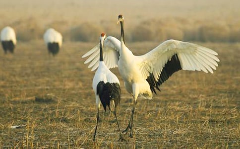 美丽的丹顶鹤教学反思(15篇)