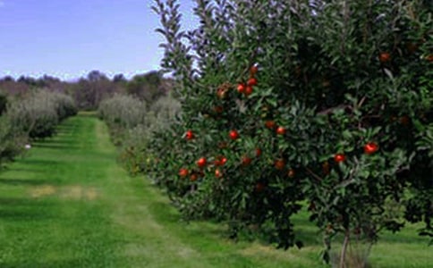 果园承包合同大全（15篇）