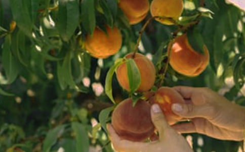 果园转让合同（通用）