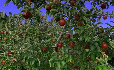 果园转让合同[精]