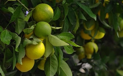 农村果园承包合同范本