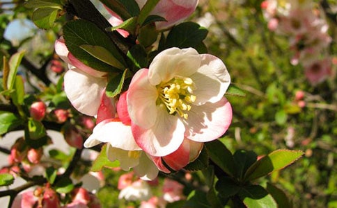 大鱼海棠观后感(精选15篇)