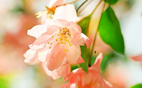 《大鱼海棠》观后感（热门）