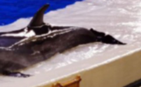 聪明的海豚,中班语言教案