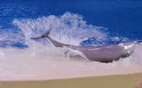 中班语言游戏聪明的海豚教案