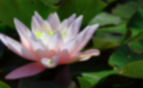 《荷花》教学反思(汇编15篇)