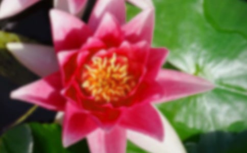 《荷花》教学反思精选15篇