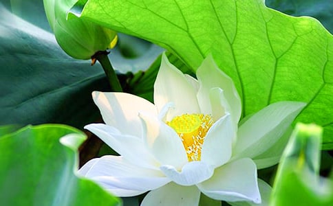 [荐]荷花教学反思