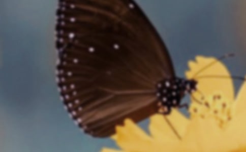 大班扑蝴蝶美术教案