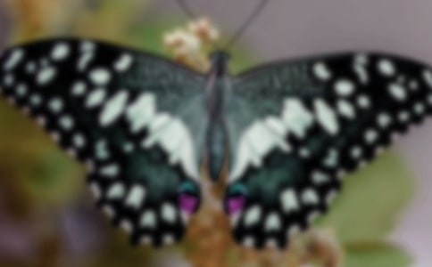 读《枯叶蝴蝶》有感