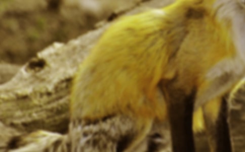 再被狐狸骗一次读后感15篇