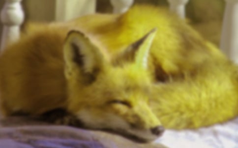 (热门)《了不起的狐狸爸爸》读后感15篇