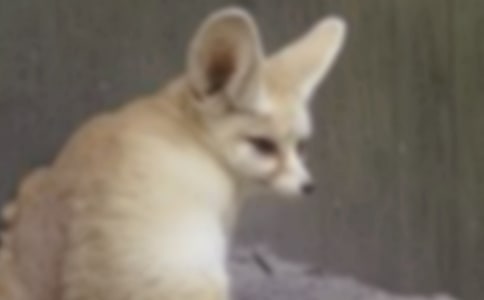 再被狐狸骗一次读后感