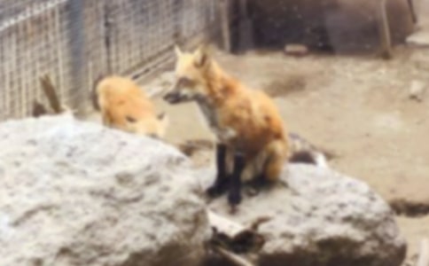 狐狸和鸡的教案