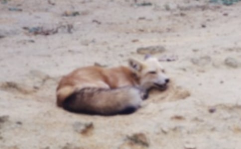 [优秀]《了不起的狐狸爸爸》读后感12篇