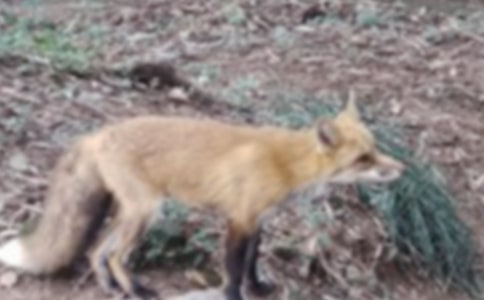 《了不起的狐狸爸爸》读后感