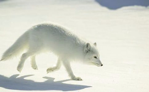 读《火狐狸》有感