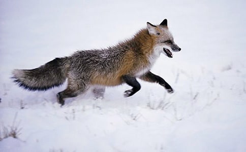 读《再被狐狸骗一次》有感