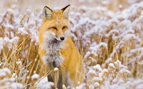 乌鸦和狐狸读后感