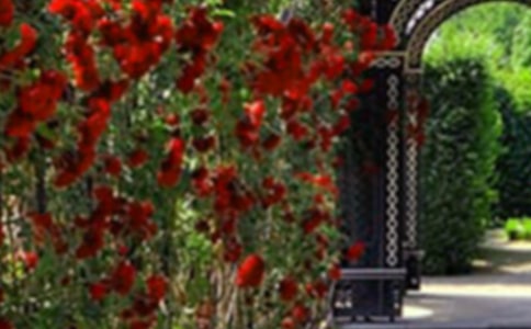 巨人的花园教学反思