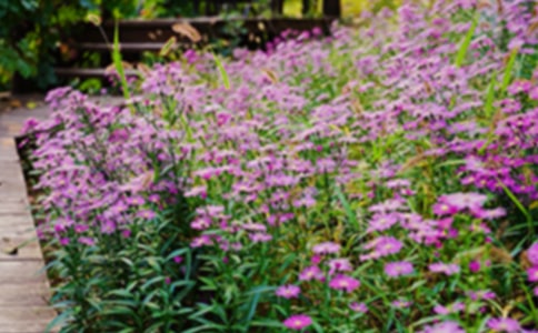 《巨人的花园》读后感