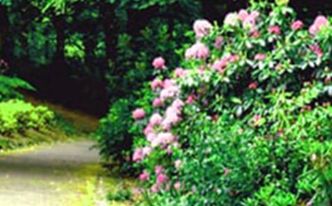 《巨人的花园》教学设计通用