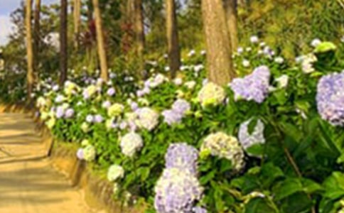 大班主题教案《小花园》含反思