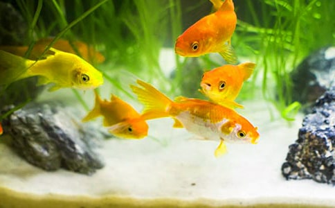 小班下学期科学教案《美丽的金鱼》