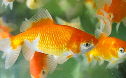 渔夫和金鱼读后感范文