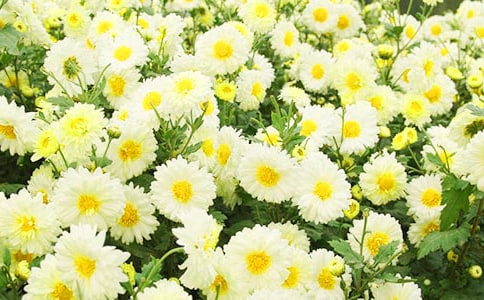 看菊花教学反思