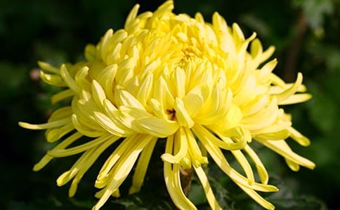 《彩色菊花》大班美术教案