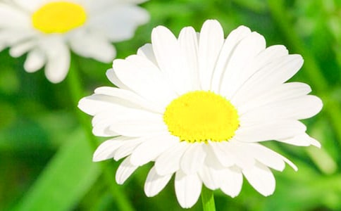 中班社会美丽的菊花教案